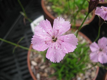 Dianthus 'Pudsey Prize'